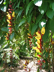 015 Jardin Botanique